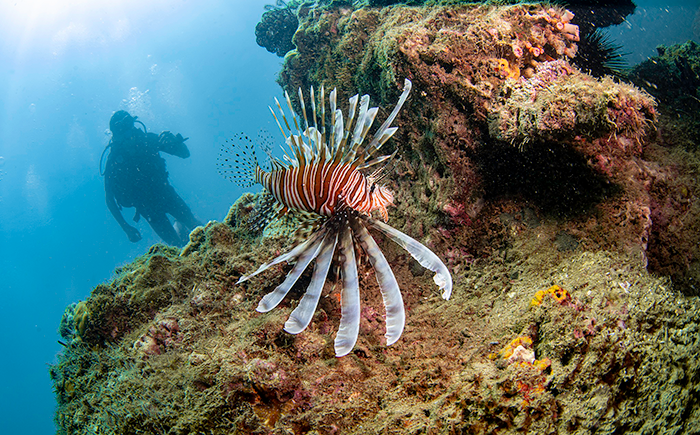 CHAM ISLAND DIVING